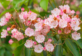 Grayanotoxin and Other Types of Plant Poisoning in Goats